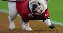 Georgia football mascot Uga XI will not accompany Bulldogs to Texas