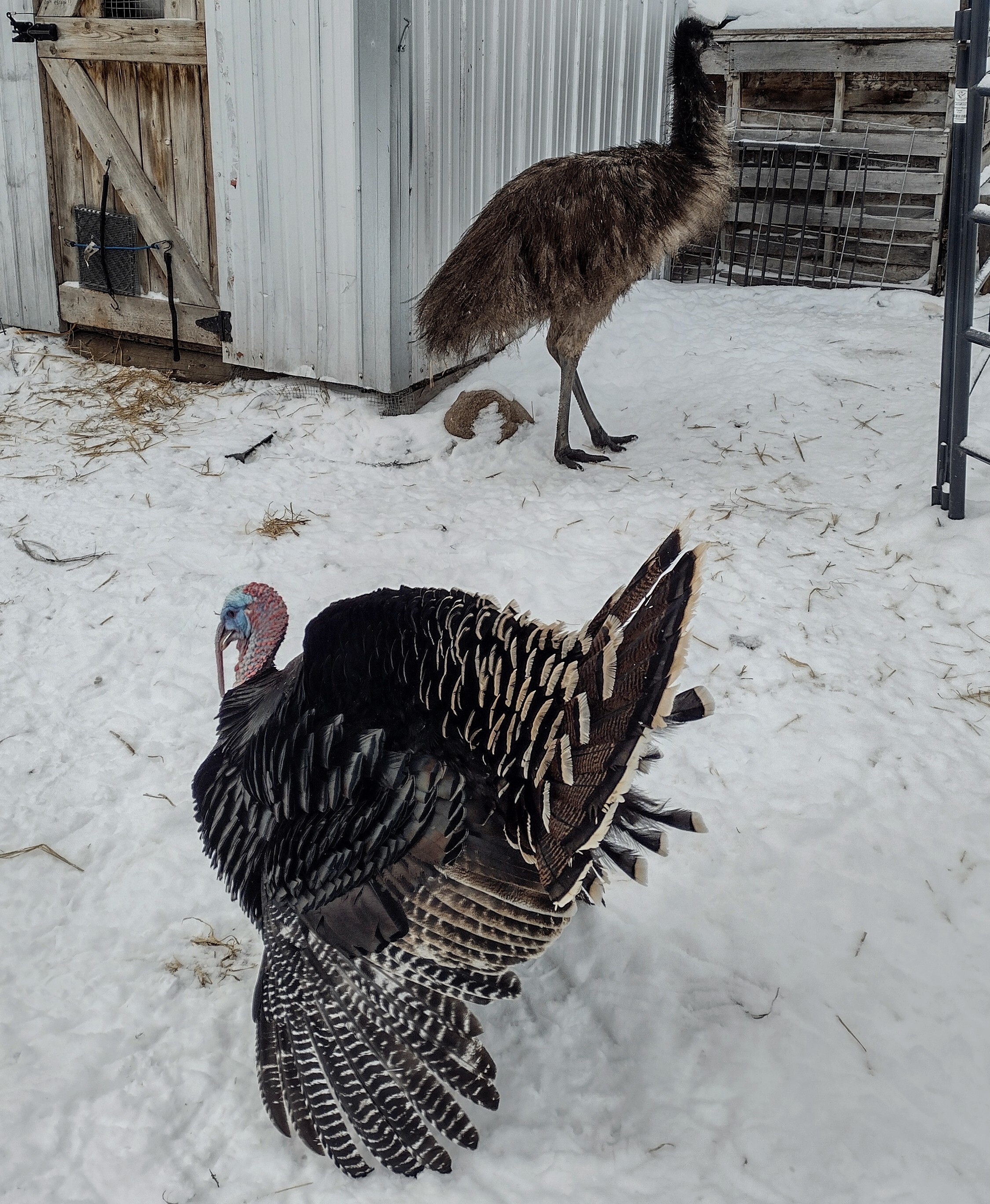 Snowy winter scenery on a farm near a closed coop. A male turkey struts and presents in the foreground while an emu paces just behind, his neck extended to observe.